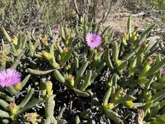Ruschia diversifolia