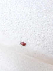 Gonioctena fornicata