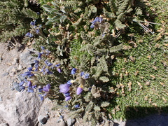 Polemonium elegans
