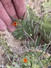 Talinum aurantiacum