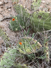 Talinum aurantiacum