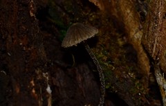 Entoloma dysthales