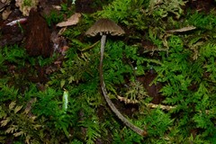Entoloma dysthales