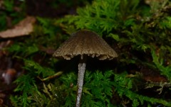 Entoloma dysthales