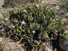 Ruschia diversifolia