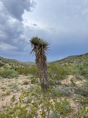 Yucca torreyi