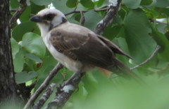 Eurocephalus anguitimens