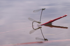 Platycnemis pennipes