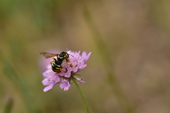Trachusa