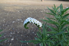 Heliotropium steudneri