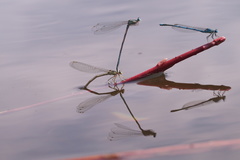 Platycnemis pennipes