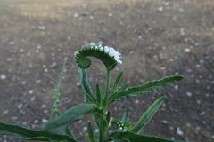 Heliotropium steudneri