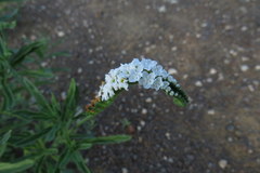 Heliotropium steudneri
