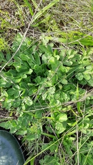 Lichtensteinia obscura