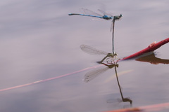 Platycnemis pennipes