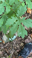 Stylophorum diphyllum