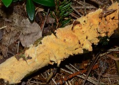 Phanerochaete carnosa