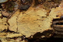 Phanerochaete carnosa