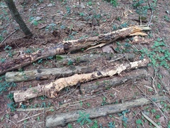 Phanerochaete carnosa