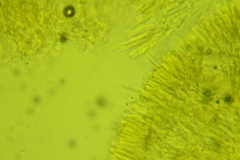 Phanerochaete carnosa