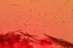 Phanerochaete carnosa