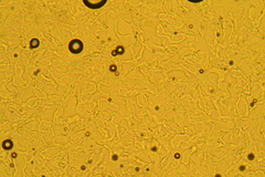 Phanerochaete carnosa