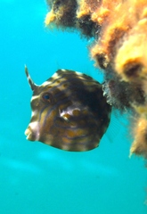 Eubalichthys mosaicus