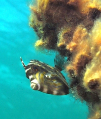 Eubalichthys mosaicus