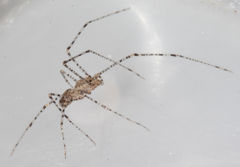 Scytodes atlacoya