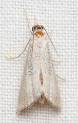 Haimbachia squamulellus