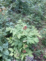 Actaea rubra rubra