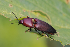 Parallelostethus attenuatus