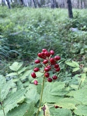 Actaea rubra rubra