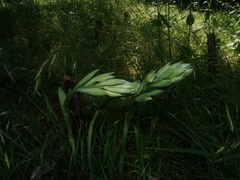 Chloraea membranacea