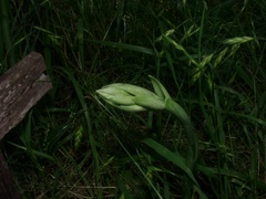 Chloraea membranacea