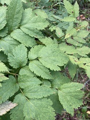 Actaea rubra rubra