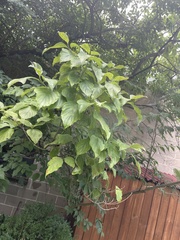 Cornus florida
