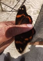 Opsiphanes sallei nicandrus