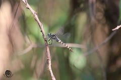 Onychothemis testacea