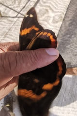 Opsiphanes sallei nicandrus
