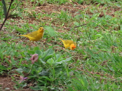 Sicalis flaveola flaveola