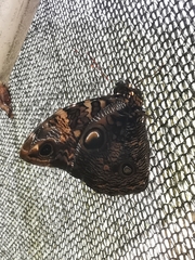 Opsiphanes sallei nicandrus