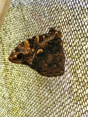 Opsiphanes sallei nicandrus