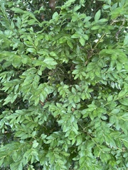 Magnoliopsida