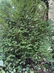 Magnoliopsida