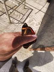 Opsiphanes sallei nicandrus