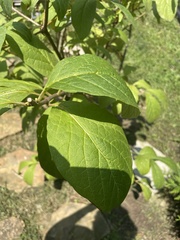 Magnoliopsida