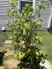 Magnoliopsida