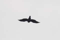 Accipiter trivirgatus