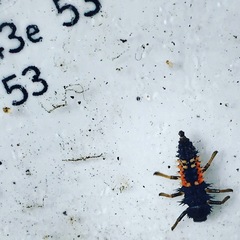 Harmonia axyridis
